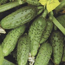 Cucumber seeds Bush Plus 30 gr