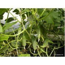 Cucumber seeds Swallow F1 20 seeds