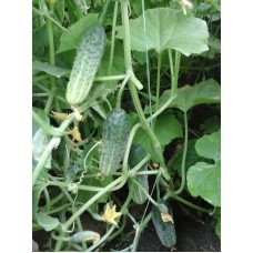 Cucumber seeds Nasha Masha F1 10 seeds