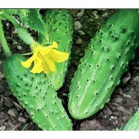 Cucumber seeds Nezhinsky gift 30 grams