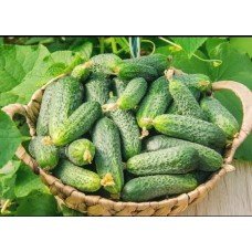 Cucumber seeds Nezhinsky local 0.5 g
