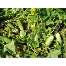 Cucumber seeds Nezhinsky local 3 grams