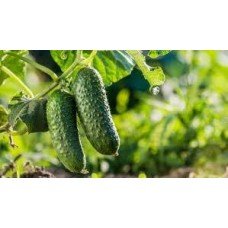 Cucumber seeds Pobeda F1 50 seeds
