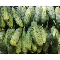 Cucumber seeds Radar 0.5 g