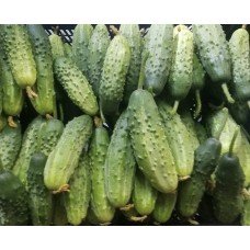 Cucumber seeds Radar 0.5 g