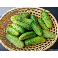 Cucumber seeds Rodnichok F1 3 grams