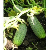Cucumber seeds Semcross F1 0.5 grams