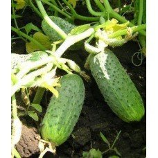 Cucumber seeds Semcross F1 0.5 grams