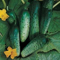 Cucumber seeds Nightingale F1 3 grams