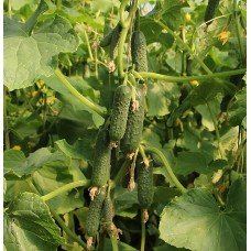 Cucumber seeds Superhero F1 10 seeds