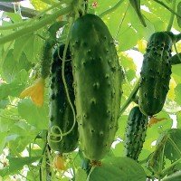 Cucumber seeds Phoenix Plus 3 gr