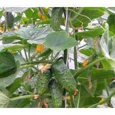 Cucumber seeds Fidel F1 10 seeds
