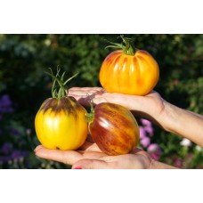 Tomato seeds Golden Turban 5 seeds