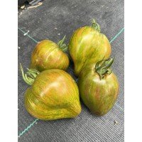 Tomato seeds Marmalade Temptation 10 seeds