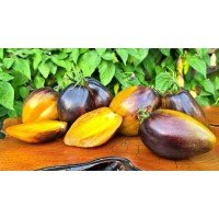 Tomato seeds Ocher Veil 5 seeds