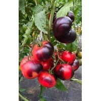 Tomato seeds Captivating Amethyst 10 seeds