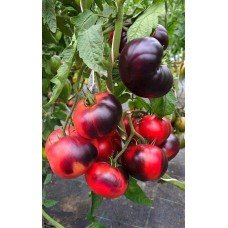 Tomato seeds Captivating Amethyst 5 seeds