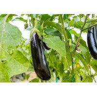 Eggplant seeds Diamond 30 seeds