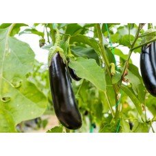 Eggplant seeds Diamond 30 seeds