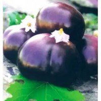 Eggplant seeds Helios 30 seeds