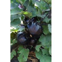 Eggplant seeds Laura 30 seeds