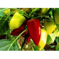 Pepper seeds Ami (Czech Republic) 20 seeds