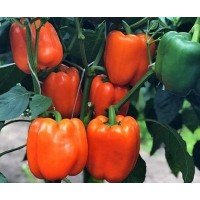 Pepper seeds Aphrodite 20 seeds