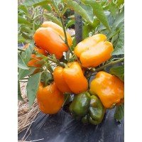 Big Mama pepper seeds 20 seeds