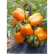 Big Mama pepper seeds 20 seeds