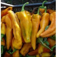 Pepper seeds Yellow Monster 20 seeds