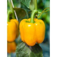 Pepper seeds California miracle golden 20 seeds