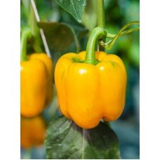 Pepper seeds California miracle golden 20 seeds
