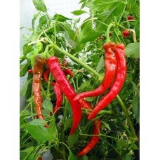 Pepper seeds Goat's horn (paprika) 20 seeds