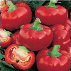 Kolobok pepper seeds 20 seeds