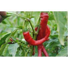 Pepper Claw seeds (hot) 20 seeds