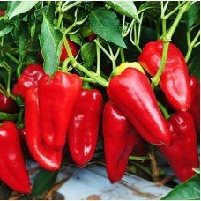 Pepper seeds Francius 20 seeds
