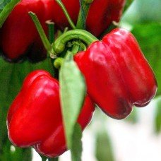 Red Giant Pepper Seeds 20 Seeds