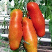 Plum tomato seeds Auria 30 seeds