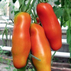 Plum tomato seeds Auria 30 seeds