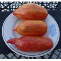 Bella plum tomato seeds 15 seeds