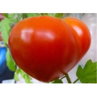 Plum tomato seeds Budenovka 30 seeds