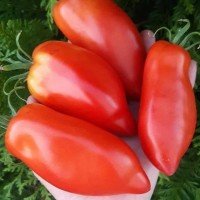 Plum Tomato Seeds Large Rhea Paste 30 Seeds