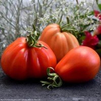 Plum tomato seeds Pear from Abruzzo 