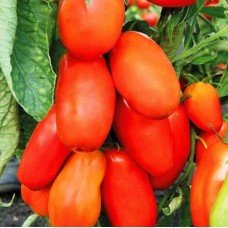 Plum tomato seeds Gulliver Orange 15 seeds