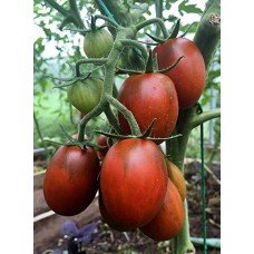 Seeds of plum tomato De-barao black (15 seeds