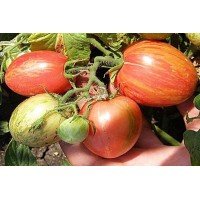 Plum tomato seeds Don Juan 60 seeds