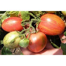 Plum tomato seeds Don Juan 60 seeds