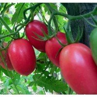 Plum tomato seeds Combat 30 seeds