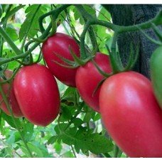 Plum tomato seeds Combat 30 seeds