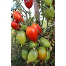 Plum tomato seeds Legend Tarasenko 30 seeds